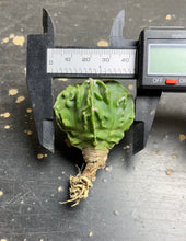 Load image into Gallery viewer, Astrophytum myriostigma cv. Onzuka f. tricostatum Fukuryiu
