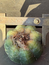 Load image into Gallery viewer, Astrophytum asterias Variegated
