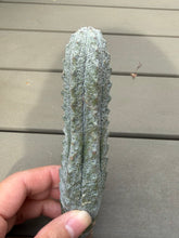 Load image into Gallery viewer, Euphorbia abdelkuri
