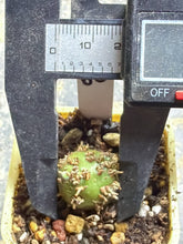 Load image into Gallery viewer, Sarcocaulon peniculinum
