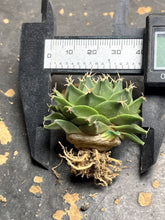 Load image into Gallery viewer, Obregonia denegrii （each）
