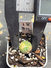 Load image into Gallery viewer, Astrophytum asterias Variegated
