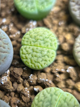Load image into Gallery viewer, Lithops hookeri
