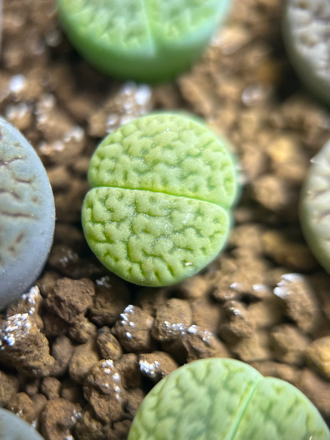 Lithops hookeri