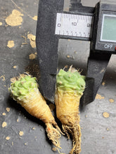 Load image into Gallery viewer, Turbinicarpus Negrita（each）
