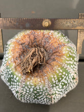 Load image into Gallery viewer, Astrophytum asterias 'Super Kabuto (big)
