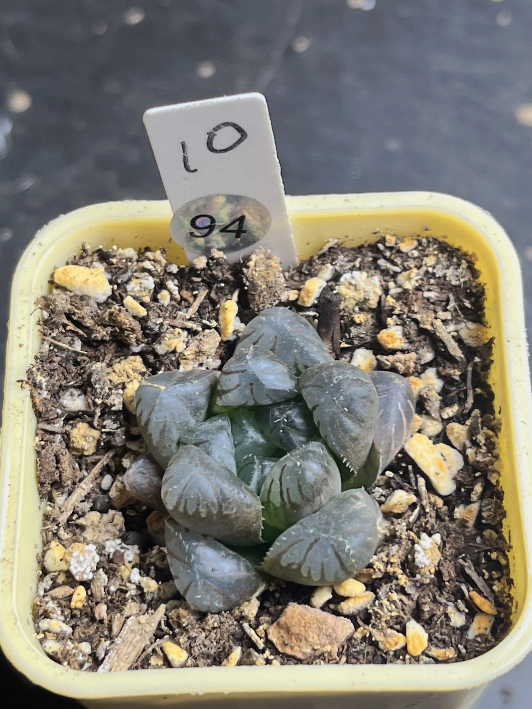 Haworthia