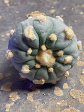 Load image into Gallery viewer, Lophophora peyote
