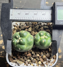 Load image into Gallery viewer, CORYPHANTHA ELEPHANTIDENS CV. INERMIS
