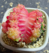 Load image into Gallery viewer, Gymnocalycium mihanovichii variegata
