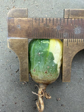 Load image into Gallery viewer, Astrophytum asterias Variegated
