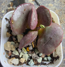 Load image into Gallery viewer, Adromischus sp Marianae Hallii Lace
