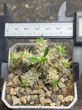 Load image into Gallery viewer, Euphorbia tulearensis
