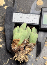 Load image into Gallery viewer, Conophytum bilobum
