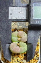 Load image into Gallery viewer, Conophytum concavum
