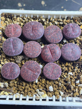 Load image into Gallery viewer, Lithops lesliei ‘ Fred’s Redhead 
 (each)
