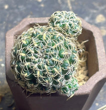 Load image into Gallery viewer, Cactus
