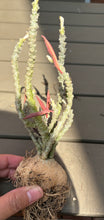 Load image into Gallery viewer, Euphorbia suzannae-marnierae
苏珊娜
