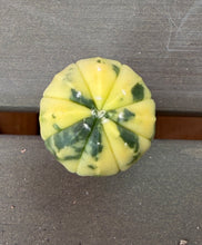 Load image into Gallery viewer, Astrophytum asterias Variegated
