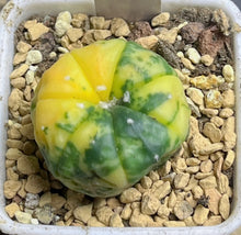 Load image into Gallery viewer, Astrophytum asterias Variegated
