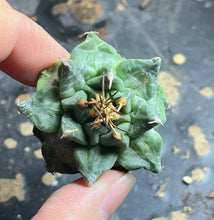 Load image into Gallery viewer, Turbinicarpus alonsoi

