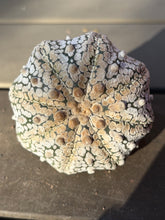 Load image into Gallery viewer, Astrophytum asterias super kabuto
