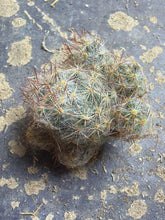 Load image into Gallery viewer, Mammillaria prolifera
