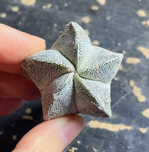 Load image into Gallery viewer, ASTROPHYTUM MYRIOSTIGMA CV. ONZUKA F. CRESTATA
