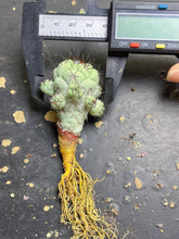 Load image into Gallery viewer, Ortegocactus macdougalli
