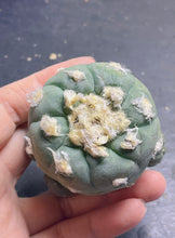 Load image into Gallery viewer, Lophophora peyote
