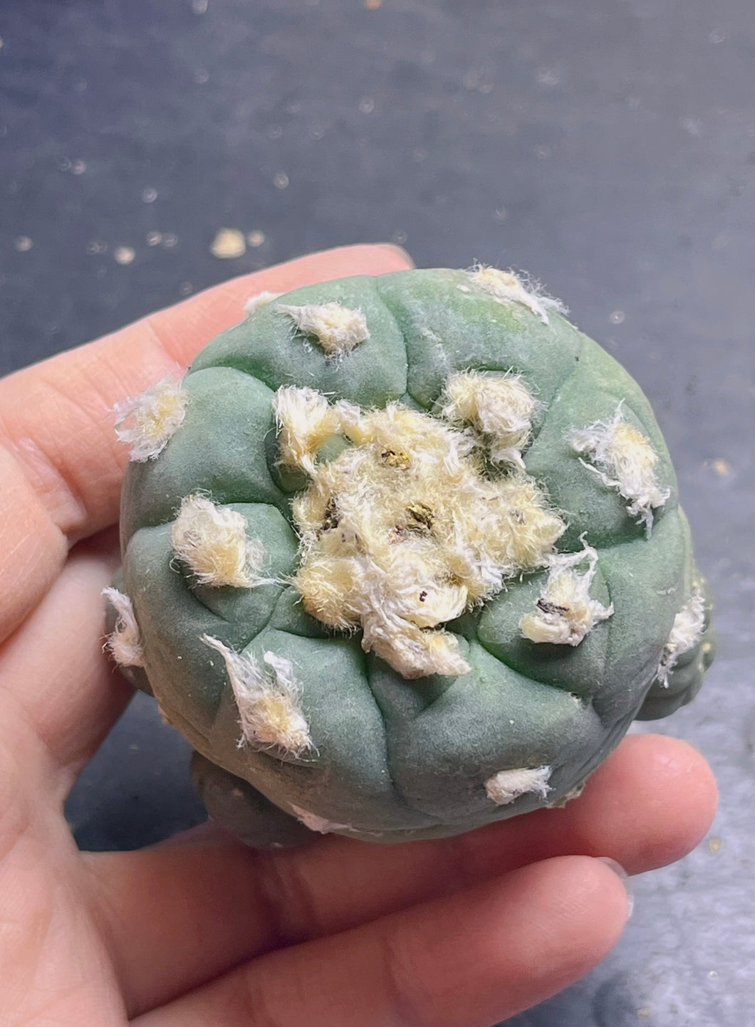 Lophophora peyote