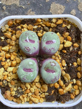 Load image into Gallery viewer, Conophytum pageae
