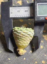 Load image into Gallery viewer, Strombocactus disciformis
