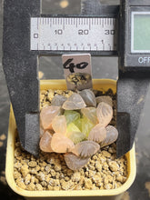 Load image into Gallery viewer, Haworthia variegated
