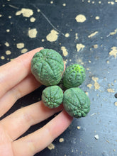 Load image into Gallery viewer, Euphorbia obesa
