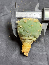 Load image into Gallery viewer, Lophophora peyote
