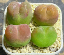 Load image into Gallery viewer, Conophytum Maughanii ( each)

