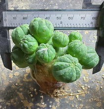 Load image into Gallery viewer, Euphorbia obesa
