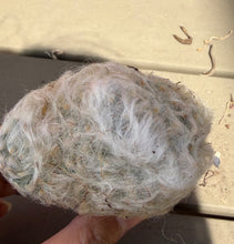 Load image into Gallery viewer, Mammillaria bocasana v. multilanata
