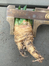 Load image into Gallery viewer, Ariocarpus fissuratus var. hintonii
