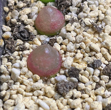 Load image into Gallery viewer, Conophytum Burgeri （each）
