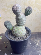 Load image into Gallery viewer, Tephrocactus geometricus
