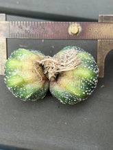 Load image into Gallery viewer, Astrophytum asterias
