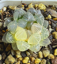 Load image into Gallery viewer, HAWORTHIA BLACK OB VARIEGATED NEON VARIEGATED
