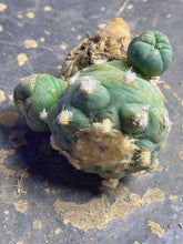 Load image into Gallery viewer, Lophophora peyote
