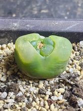 Load image into Gallery viewer, Conophytum Maughanii
