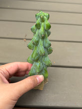 Load image into Gallery viewer, Boobie Cactus’ Myrtillocactus geometrizans 'Fukurokuryuzinboku'

