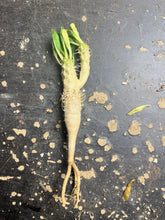 Load image into Gallery viewer, Euphorbia Guillaumeniana
