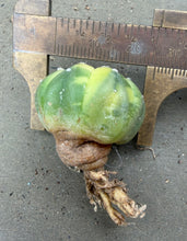 Load image into Gallery viewer, Astrophytum asterias Variegated
