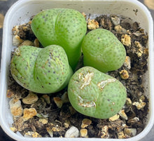Load image into Gallery viewer, conophytum
